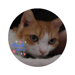 [LINEスタンプ] うちのチャオちゃん番外編