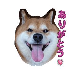 [LINEスタンプ] My Petの画像（メイン）