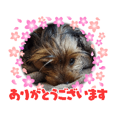 [LINEスタンプ] 家のちびっこ達