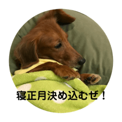 [LINEスタンプ] おめでとう(＾ω＾)