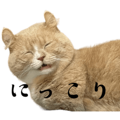 [LINEスタンプ] 最近のさきまる