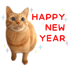 [LINEスタンプ] 年末年始 あいさつ 茶トラ 猫 スタンプ