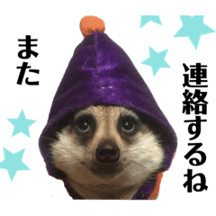 [LINEスタンプ] ミーアキャットのブレッド