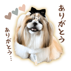 [LINEスタンプ] 【シーズー犬】HOTATE