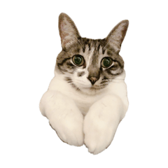 [LINEスタンプ] ねこ といぬ