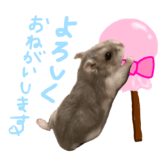 [LINEスタンプ] ハムスタンプ挨拶リピハムはむりぴは