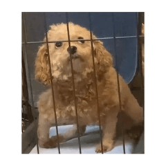 [LINEスタンプ] 変な顔の犬展