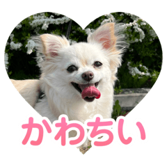 [LINEスタンプ] 世界一可愛い犬ココちゃん