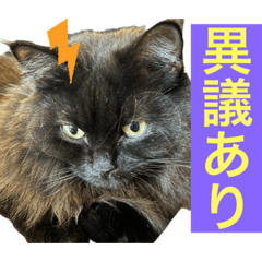 [LINEスタンプ] 黒猫 ルナ院長134にゃんめ