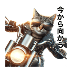 [LINEスタンプ] 【毎日使える】バイクに乗る猫の返信