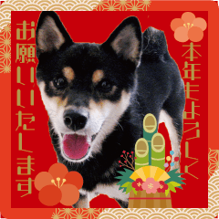 [LINEスタンプ] 柴犬 黒柴きのこの日常14 お正月編