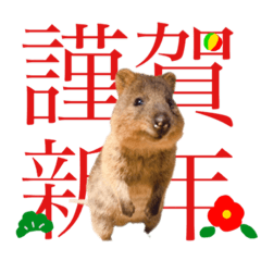 [LINEスタンプ] 新年のクオッカワラビーあけおめ編