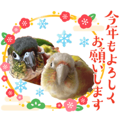 [LINEスタンプ] ウロコインコうりえるスタンプ