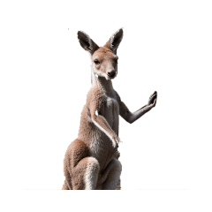 [LINEスタンプ] カンガルー kangaroo