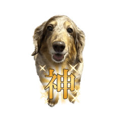 [LINEスタンプ] ミニチュアダックスのジョナスくん3