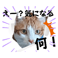 [LINEスタンプ] 金澤さんちの猫たちパート4