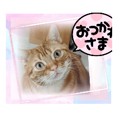 [LINEスタンプ] 蓮ちゃんファミリー