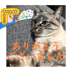 [LINEスタンプ] もちゃ専用