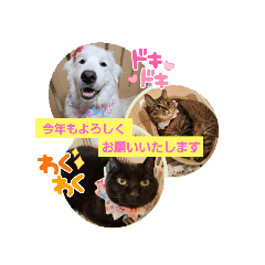 [LINEスタンプ] ピレニーズと猫たちの日常part2