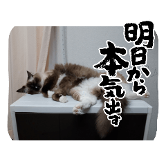 [LINEスタンプ] 猫大好きです。