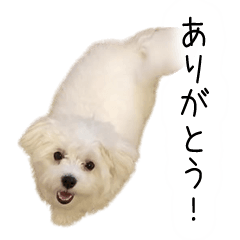 [LINEスタンプ] dog stickers 770 Ver.1