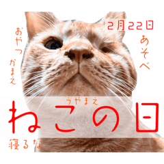 [LINEスタンプ] ねこさん［イベント編］