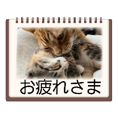 [LINEスタンプ] むぎおこちゃんの日常