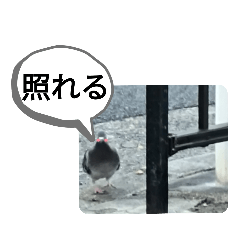 [LINEスタンプ] 鳩のホロホロ君のスタンプ