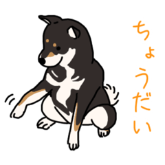 [LINEスタンプ] 黒柴むぎちゃんの日常会話