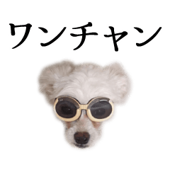 [LINEスタンプ] ルルさん！喋る犬がいる暮らし