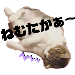 [LINEスタンプ] M家のネコ〜たまに長崎弁〜