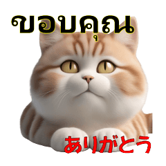 [LINEスタンプ] タイ語と日本語の猫スタンプ