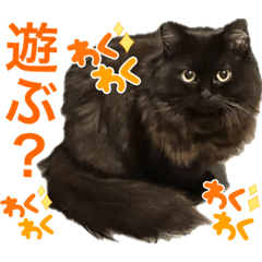 [LINEスタンプ] 黒猫 ルナ院長135にゃんめ