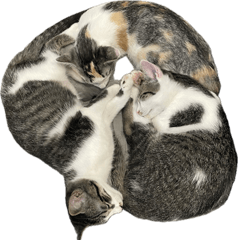 [LINEスタンプ] まはほ