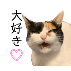 [LINEスタンプ] うちの猫しかいないスタンプ2
