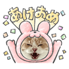 [LINEスタンプ] 猫だらけ あけおめ