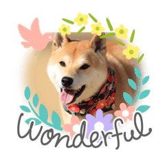 [LINEスタンプ] 柴犬りゅうの毎日