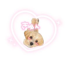 [LINEスタンプ] ぽんさん☀️