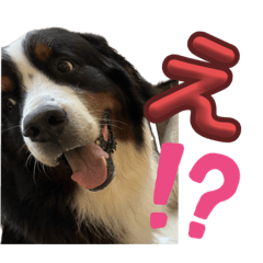 [LINEスタンプ] バーニーズマウンテンドッグのバディ