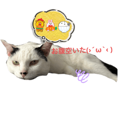 [LINEスタンプ] 猫スタンプ*日常*