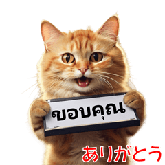 [LINEスタンプ] かわいい猫のメッセージ：タイ語と日本語