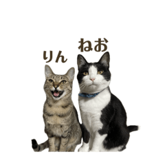 [LINEスタンプ] ねおりん《使いやすい》
