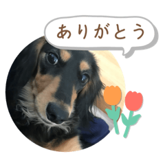 [LINEスタンプ] くろごまの毎日スタンプ！