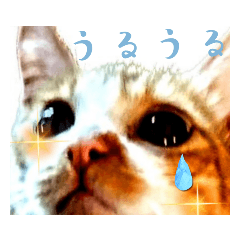 [LINEスタンプ] 茶白猫はなちゃん3