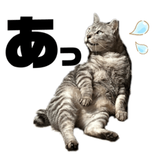 [LINEスタンプ] M家のネコ〜実写にゃん〜