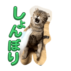 [LINEスタンプ] のら君ミミちゃん(猫TikTokerしぶけん)の画像（メイン）
