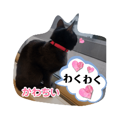 [LINEスタンプ] 黒ねこズ