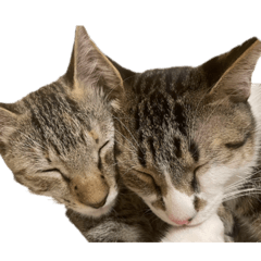 [LINEスタンプ] 愛猫ばかりのスタンプニッコリ