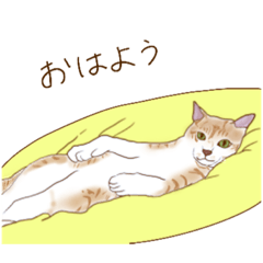 [LINEスタンプ] いろんなネコ（1年中使えるスタンプ）