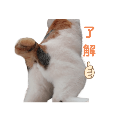 [LINEスタンプ] 猫の休憩所 こごみ